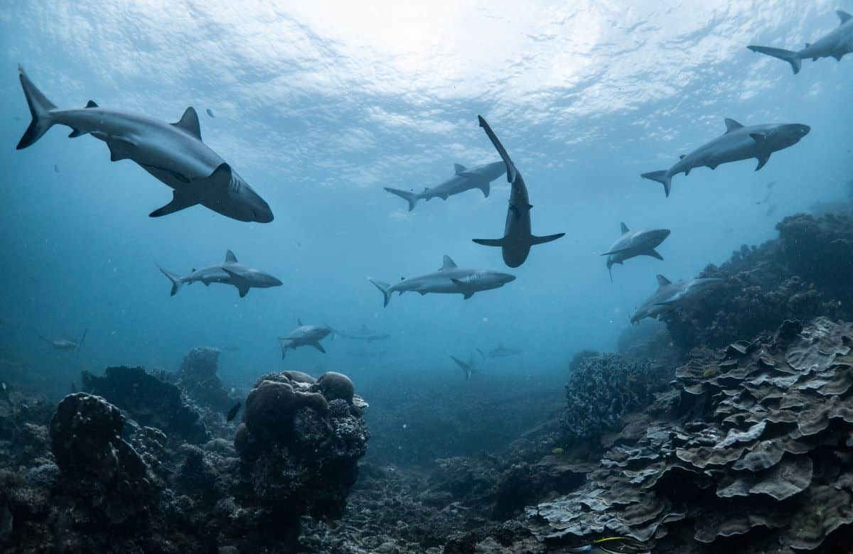 Desaparece un joven de 18 años tras lanzarse a un mar “infestado de tiburones”