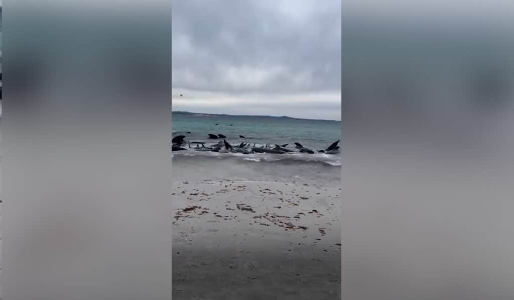 Sacrifican 43 ballenas que quedaron varadas en un playa de Australia