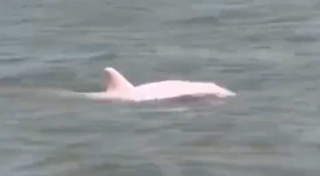 Avistan un delfín rosa, uno de los animales más raros del planeta