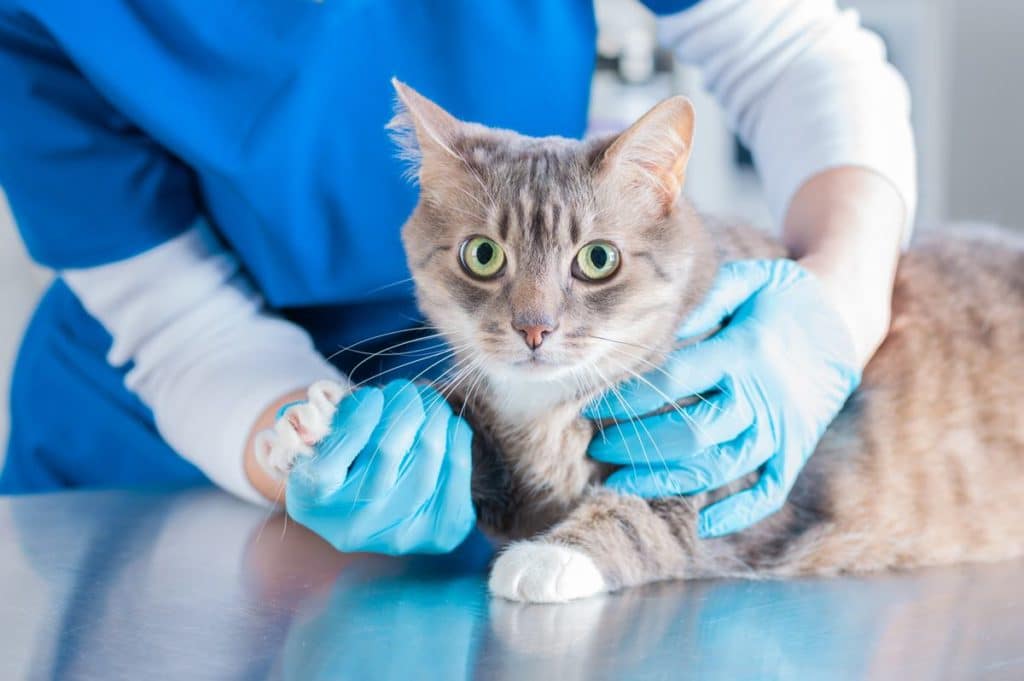 Alerta de la OMS: Polonia comunica una "oleada de muertes" de gatos infectados por gripe aviar