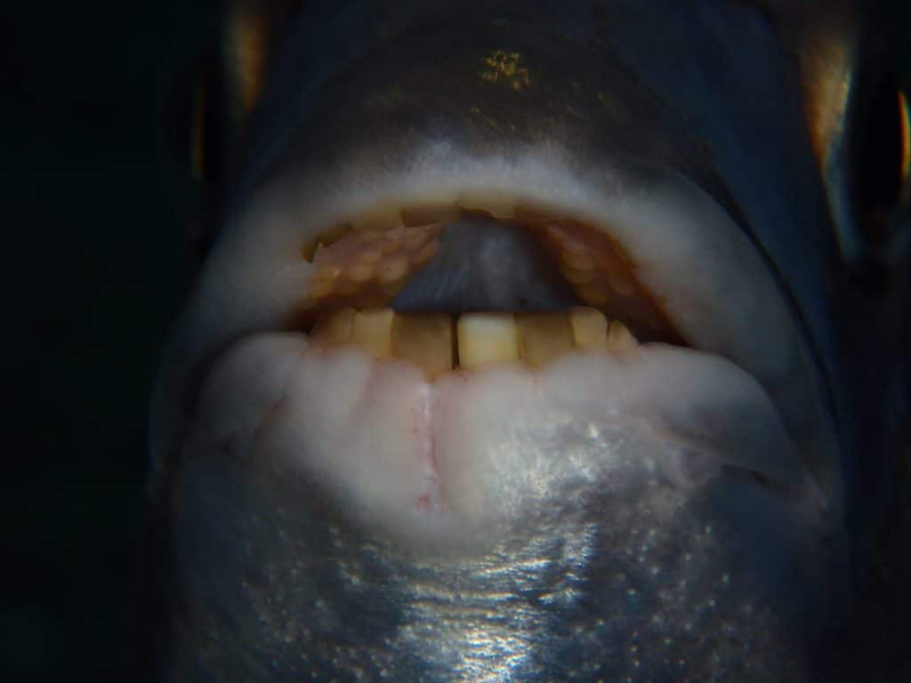 El extraño pez capturado por un niño: tienes 'dientes humanos'