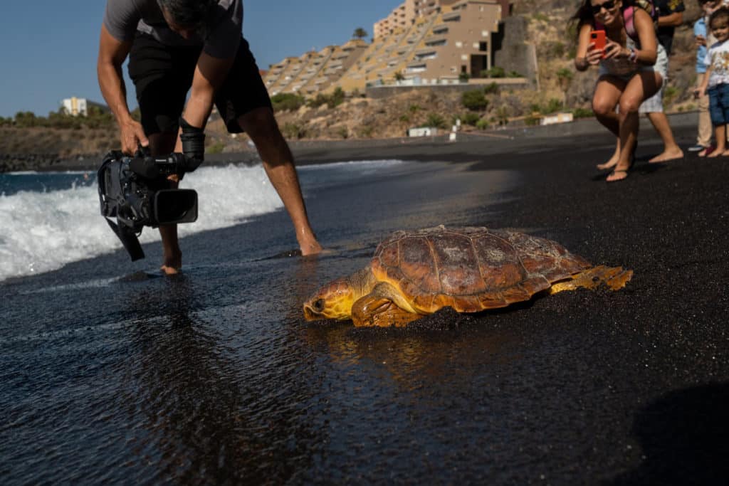 Tercera campaña de suelta de tortugas promovida por la Fundación DIARIO DE AVISOS
