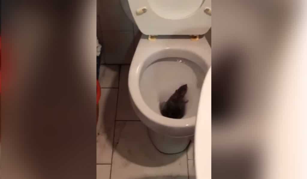 Una rata le sale de la taza del váter: al intentar huir se queda encerrada con ella