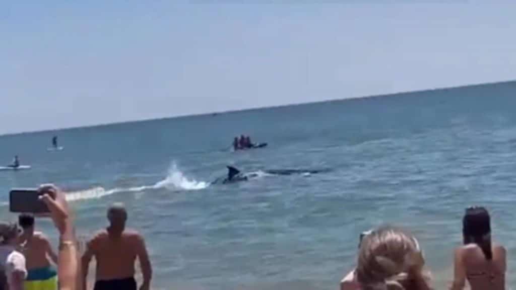 El vídeo viral de un enorme ballenato nadando cerca de la orilla en una playa de Huelva