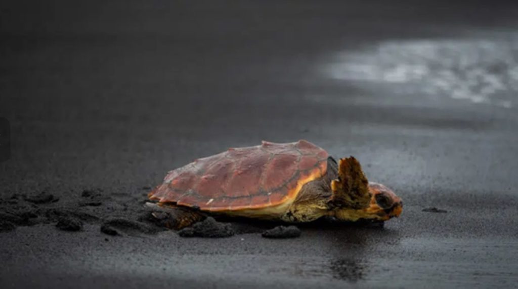 El rescate de una tortuga en Canarias se hace viral en Twitter