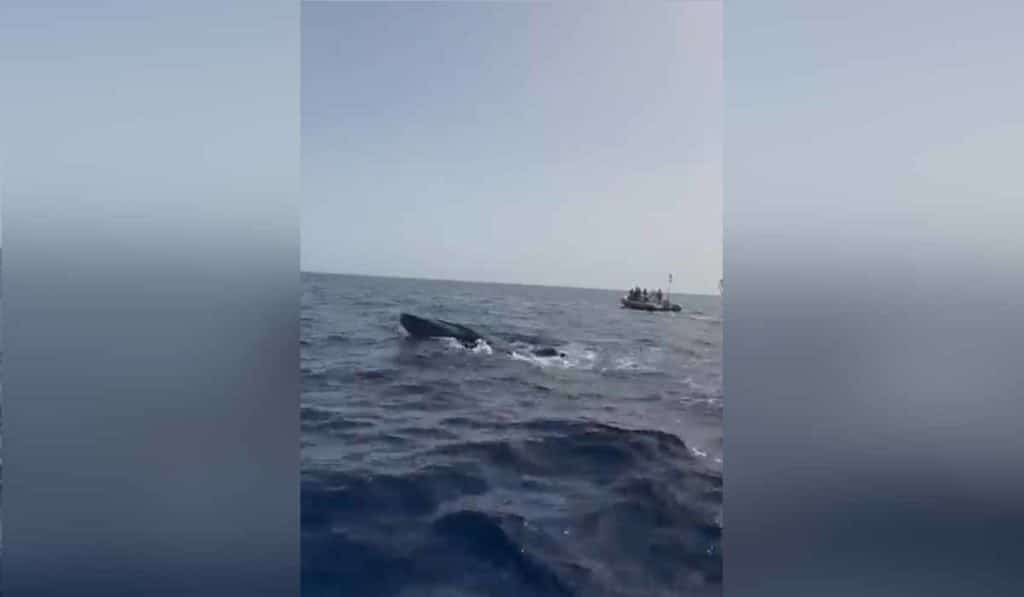 La increíble reacción de un joven con una ballena agotada y herida en aguas de Canarias