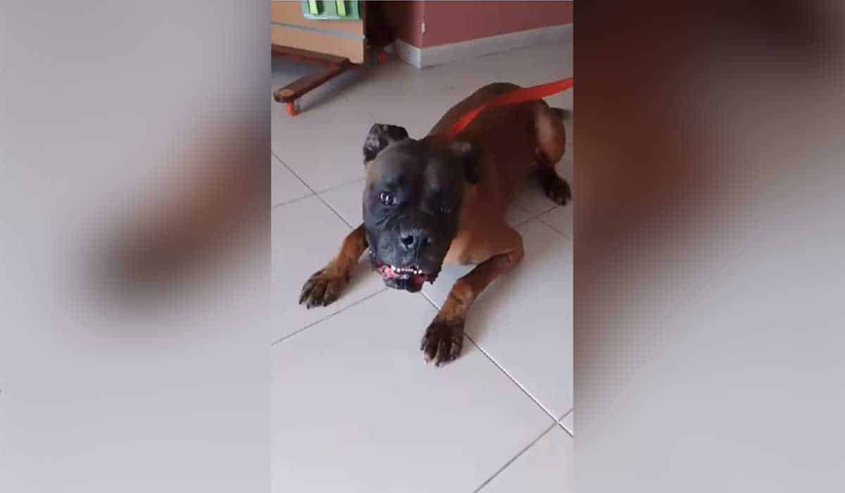 Valle Colino busca un hogar para Box: "Es un buenazo"