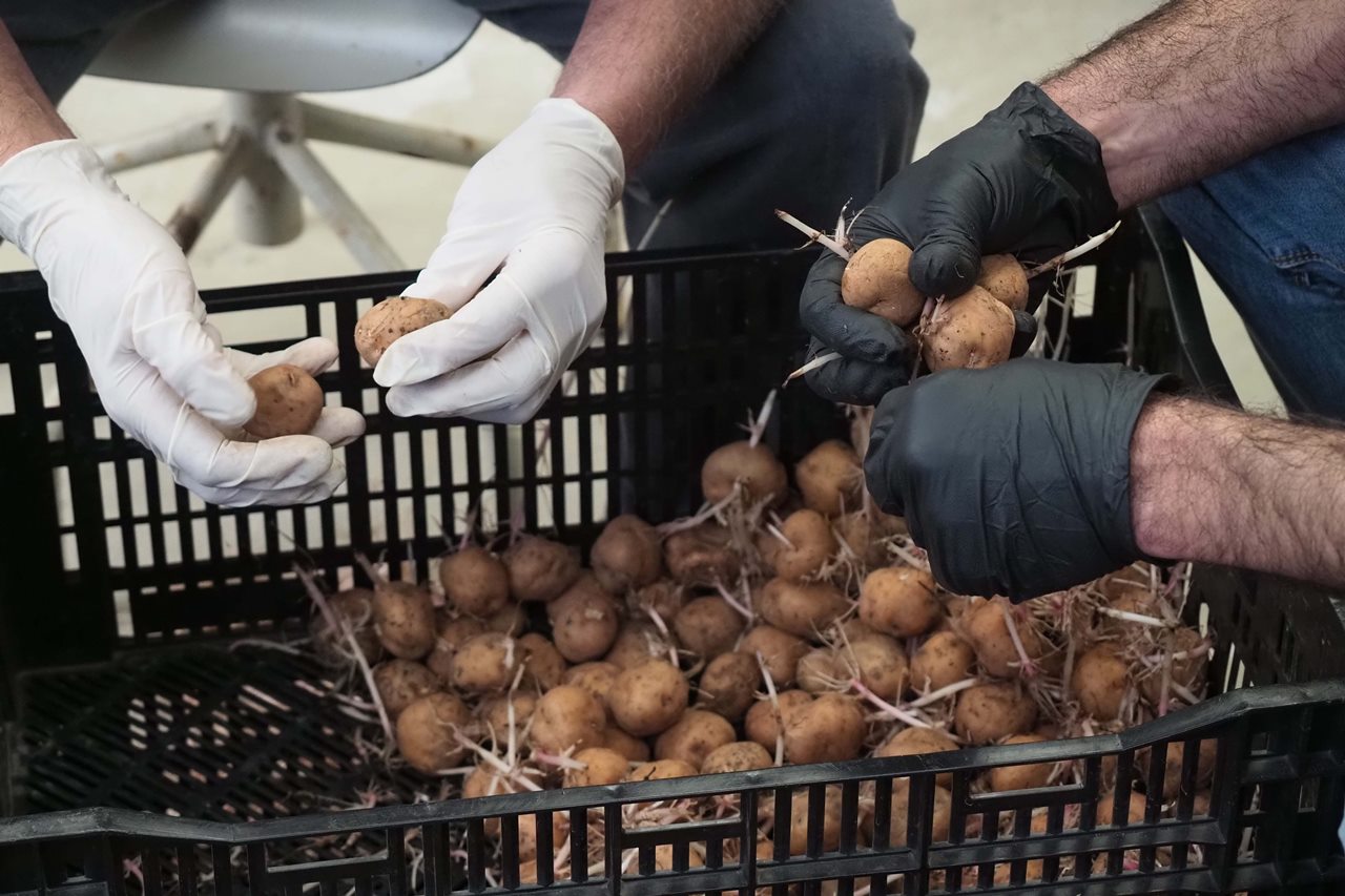 En Canarias hay alrededor de 46 variedades de papas. Sergio Méndez