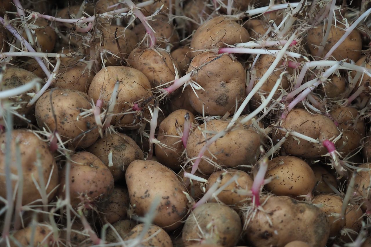 Canarias espera retomar pronto la compra de papas británicas