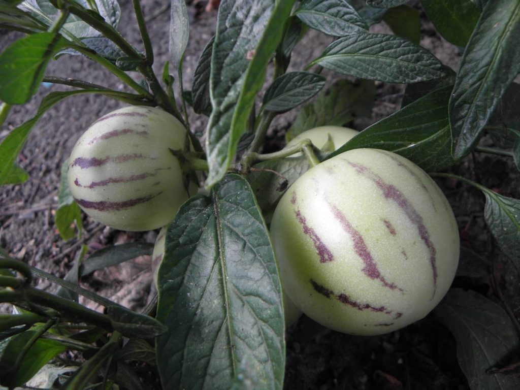 Pera-melón o pepino dulce: la fruta exótica introducida en Canarias que reduce el riesgo de padecer infartos