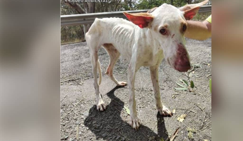 Encuentran a un perro en "deplorable" estado vagando por una carretera de Canarias: el dueño será investigado