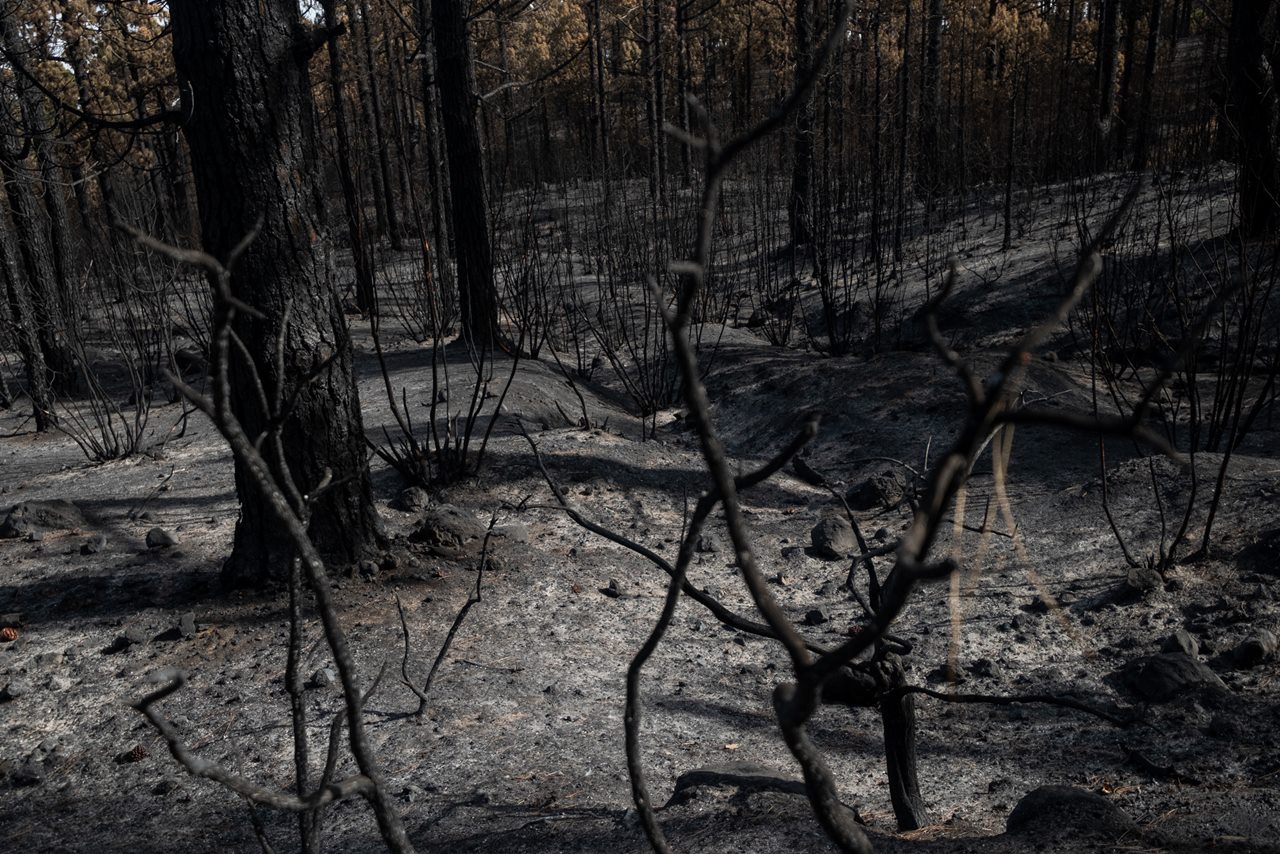 El incendio de este mes de agosto en la isla de Tenerife ha sido el más grave de todos los ocurridos a lo largo del año en España. Fran Pallero