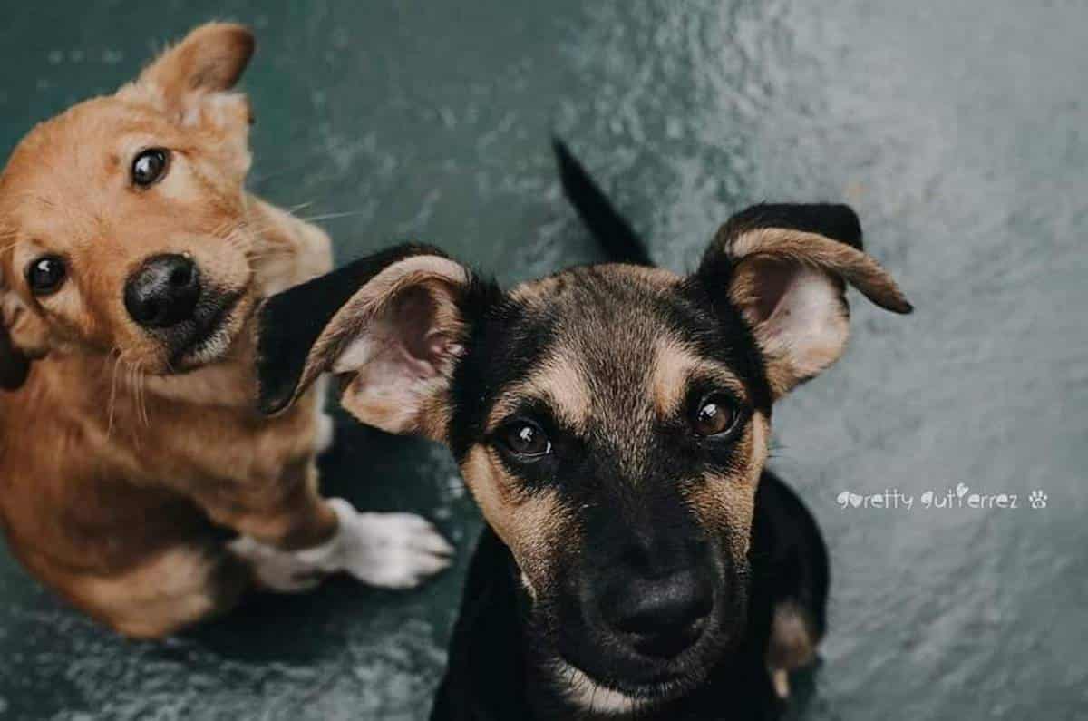 Valle Colino está al límite: pide ayuda urgente para los animales que acoge
