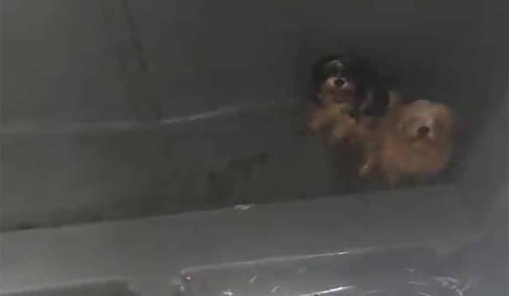 Salvan la vida a dos cachorros que habían tirado a la basura en Tenerife: pudieron morir asfixiados en plena ola de calor