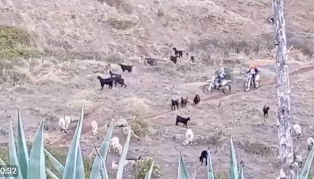 Polémica por un grupo de personas practicando motocross entre un rebaño de cabras en la Cañada lagunera