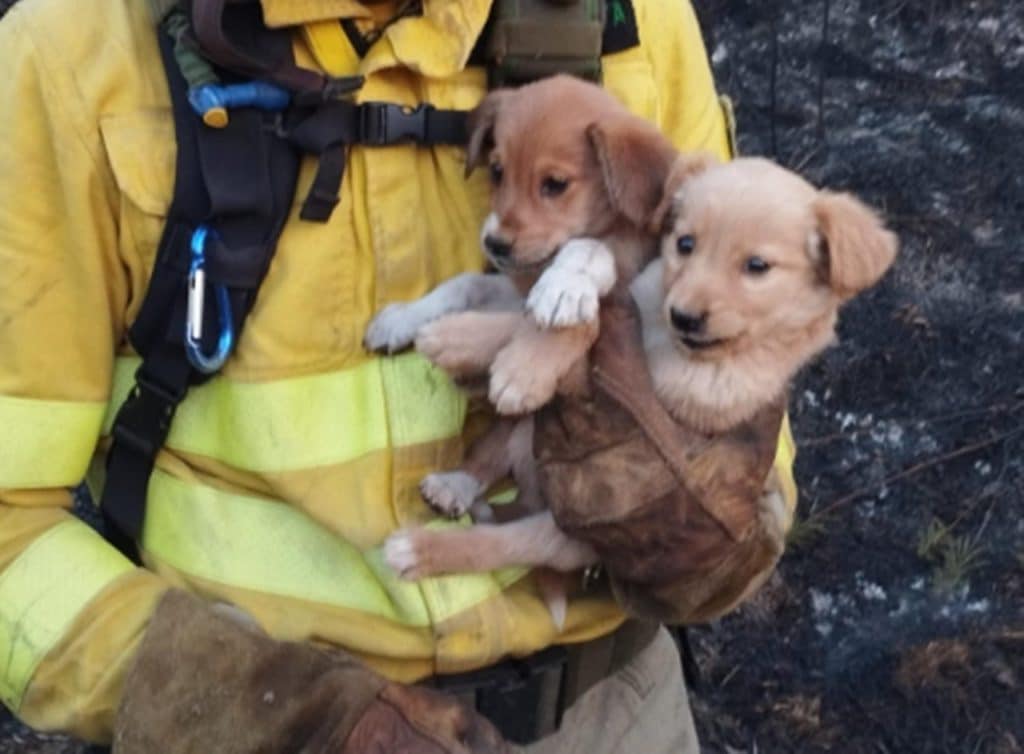 Salvan la vida a dos cachorritos en el incendio de Tenerife