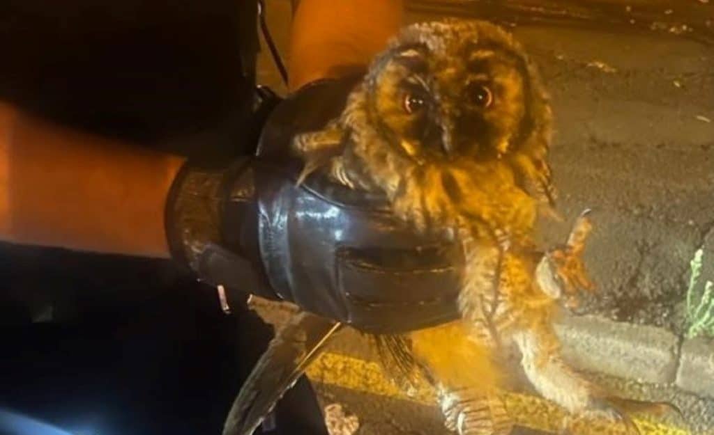 Rescatan una lechuza en La Laguna: el ave estaba en apuros