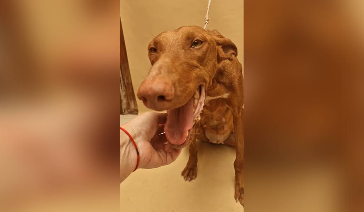 Juliana, la podenca de Valle Colino que necesita una oportunidad: su caso es difícil