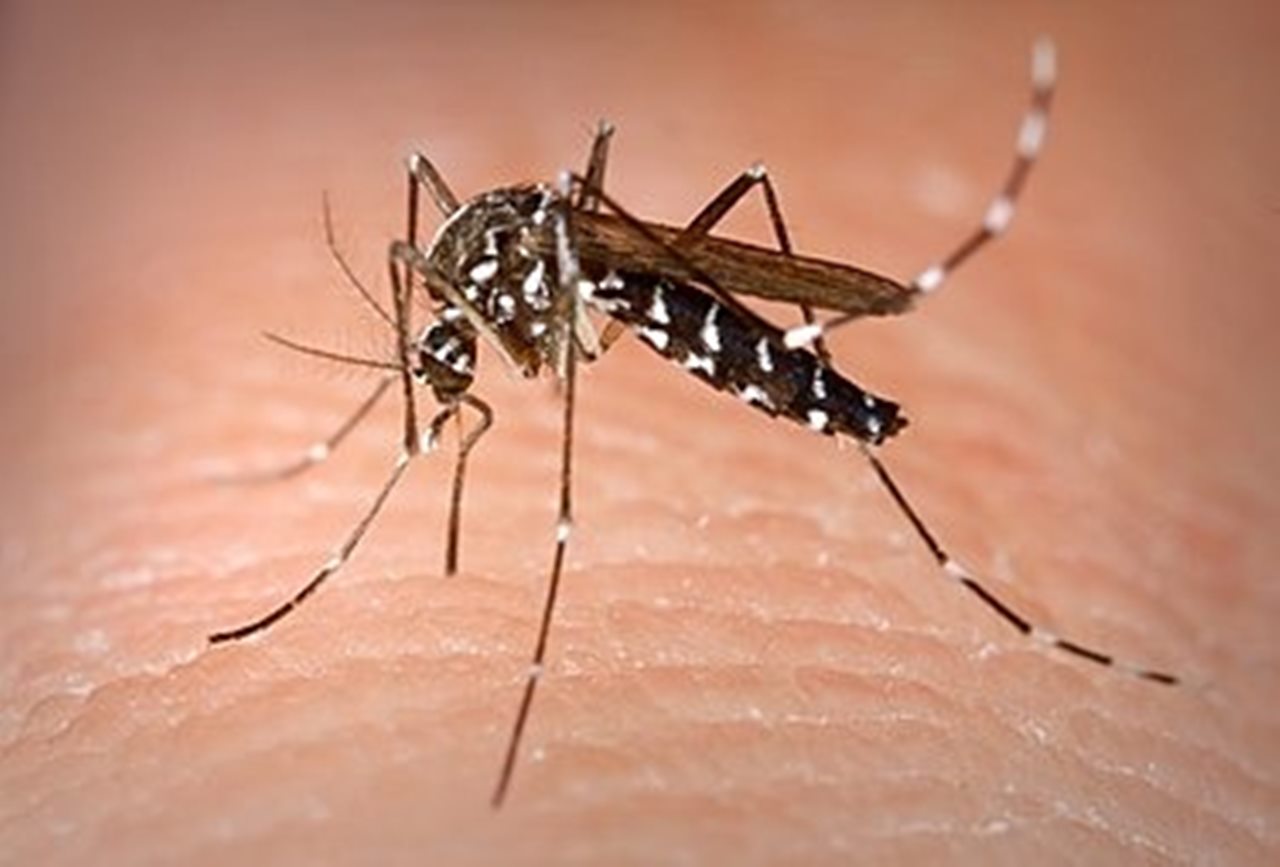Detectan tres ejemplares del mosquito 'Aedes albopictus' en un invernadero de Tenerife