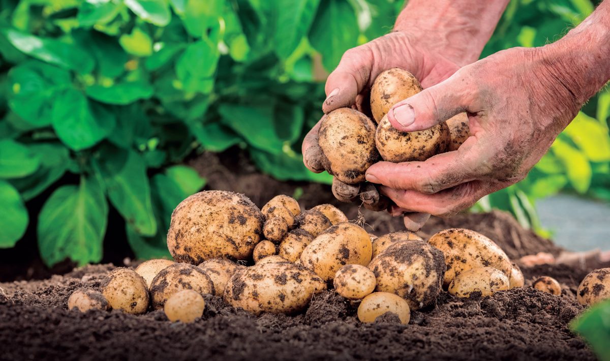 La menestra y las papas congeladas se abren paso ante la subida de precios en Canarias