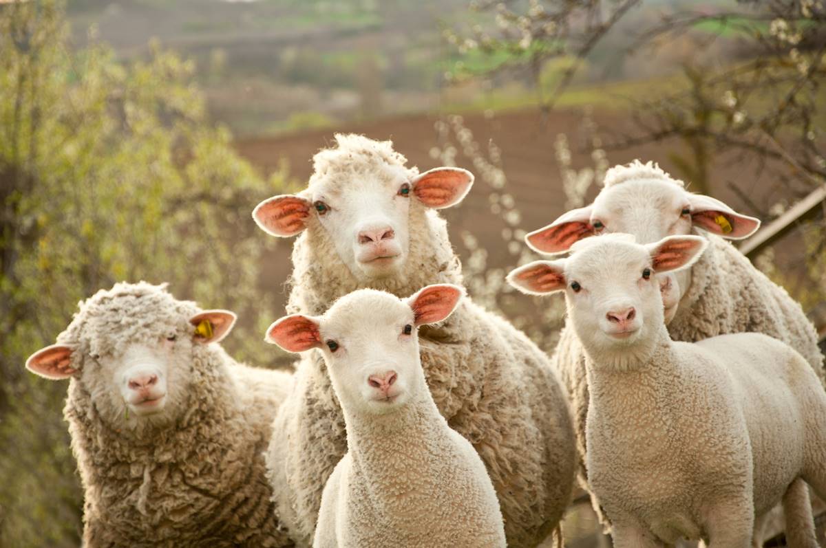 Un rebaño de ovejas se come 100 kilos de marihuana por accidente en Grecia