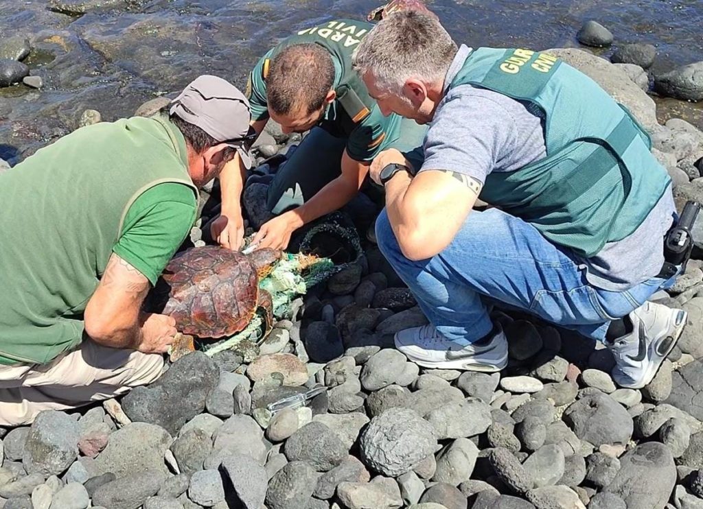 Nuevo caso de tortugas varadas en Canarias: logran rescatar a dos
