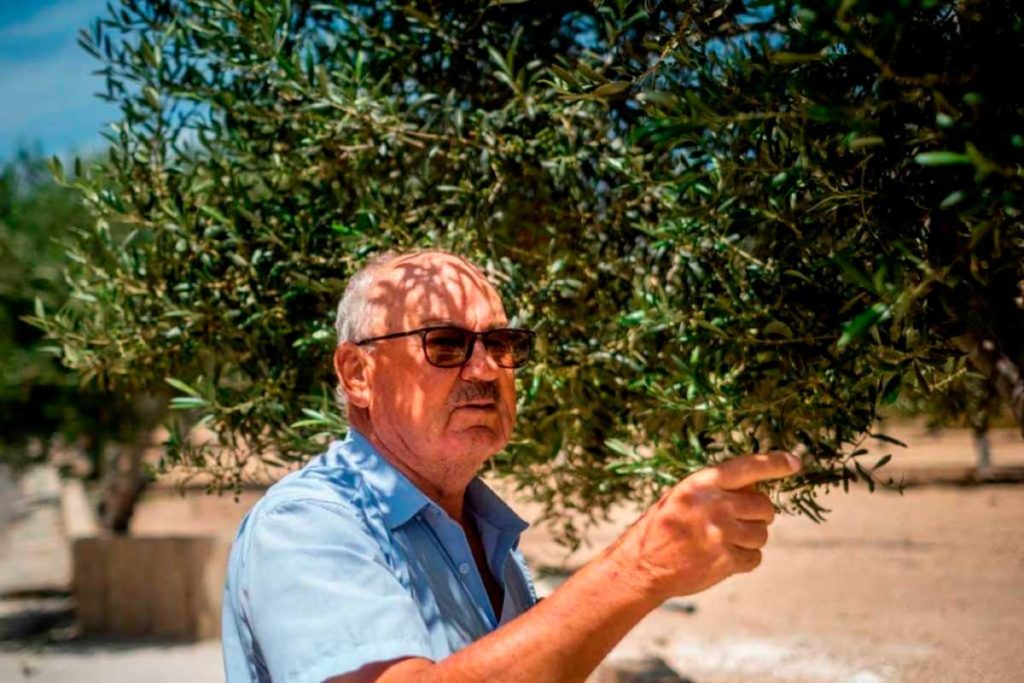 Tenerife podría ser autosuficiente en aceite de oliva