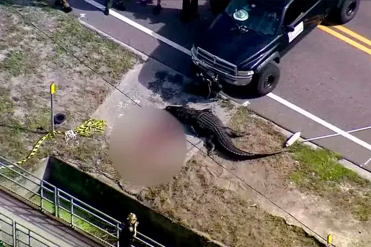 Hallan un caimán gigante deambulando por las calles con un torso humano en la boca