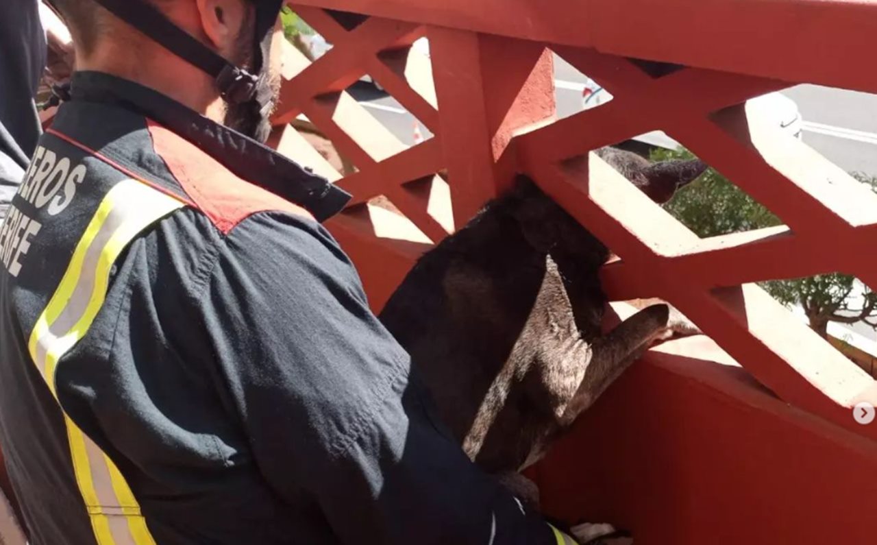 Bomberos rescatan a un perro en Santa Cruz de Tenerife. Bomberos de Tenerife (Instagram)