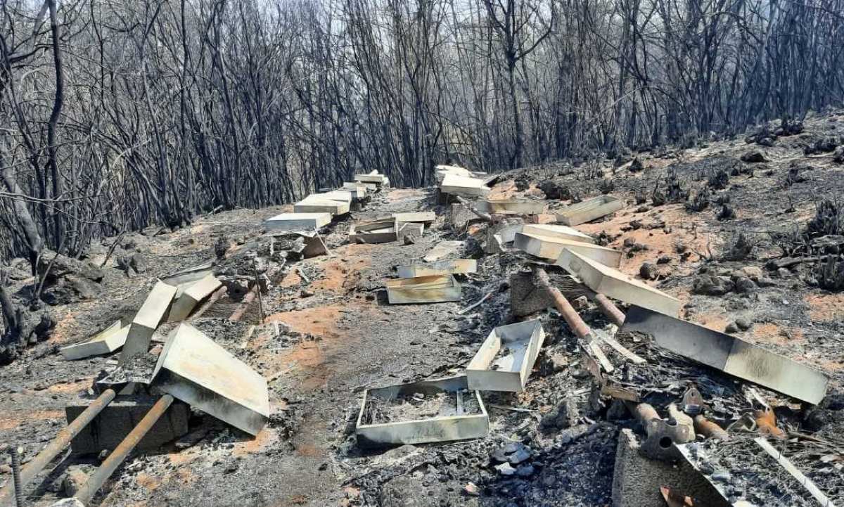 El fuego arruina la apicultura de Tenerife