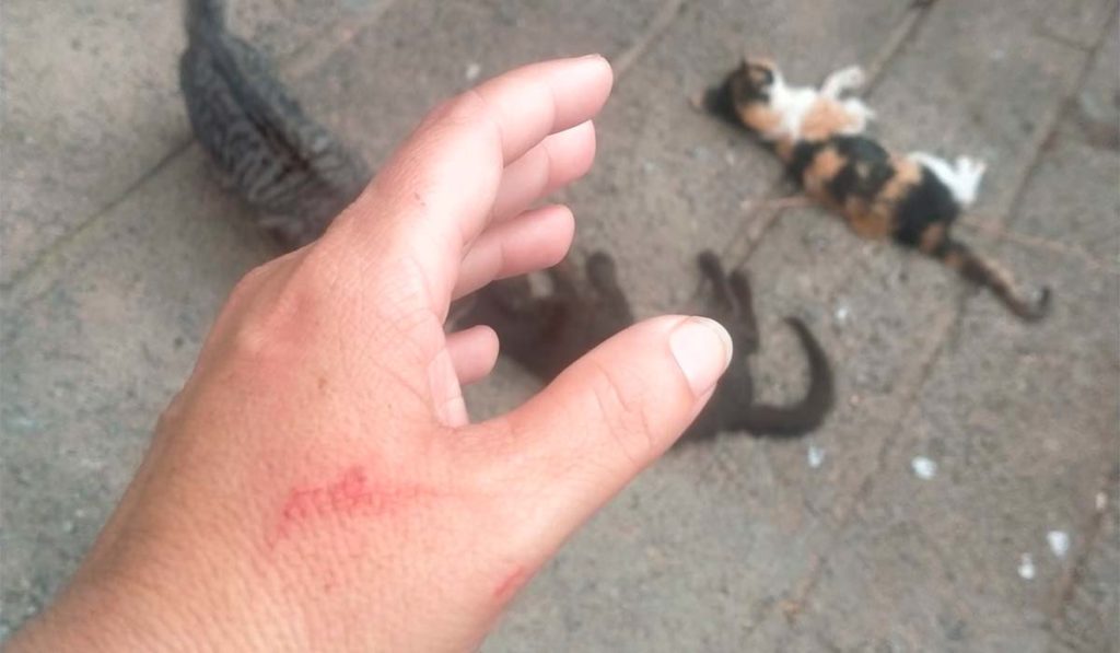 Un cazador provoca una masacre en una colonia de gatos de Gran Canaria