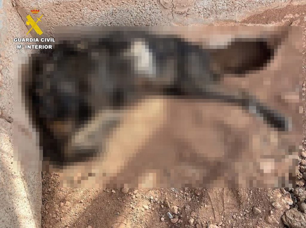 La perrera del horror en Canarias: encuentran tres cadáveres de perros momificados