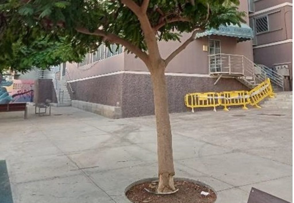 Santa Cruz de Tenerife tala dos árboles dañados por las continuas micciones de los perros