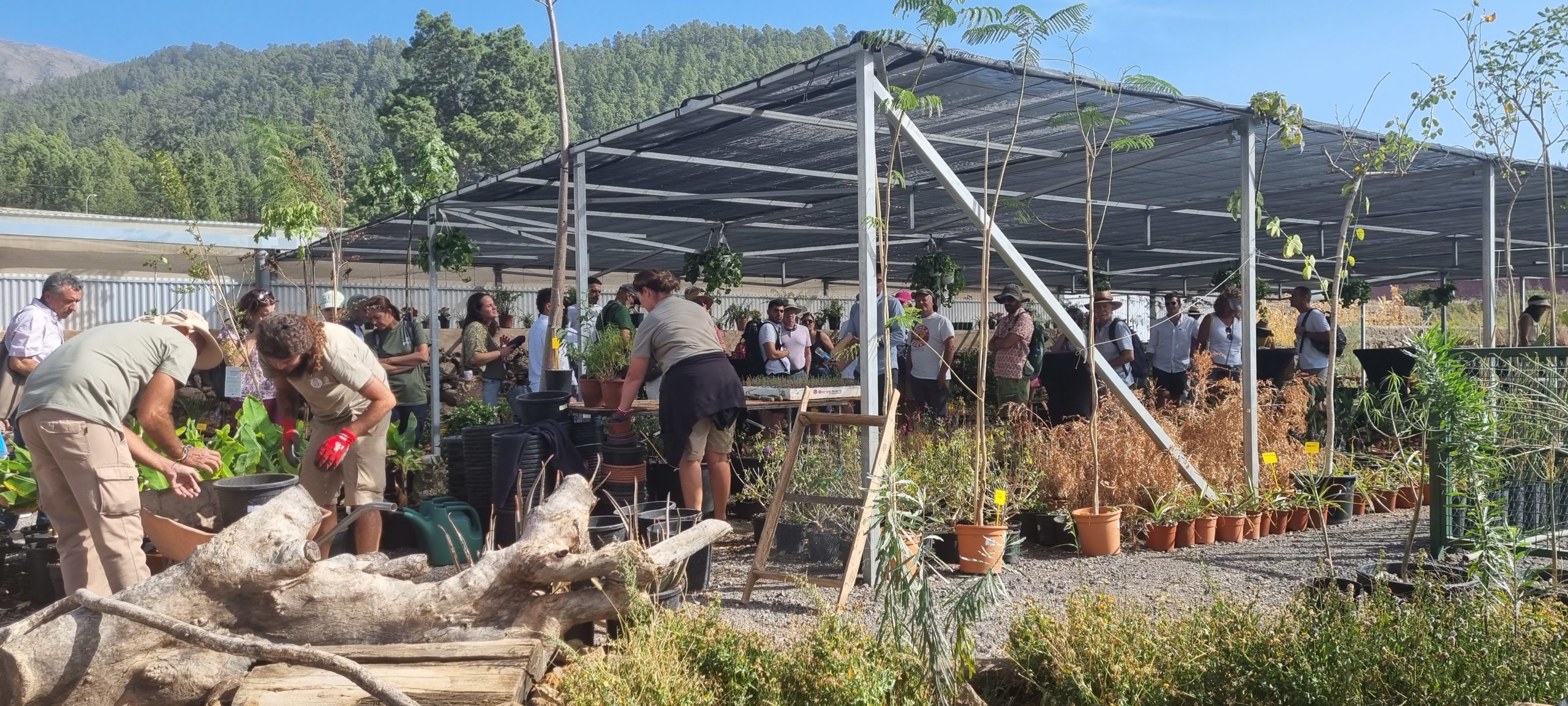 Vilaflor convierte un gran suelo baldío en su oasis comestible