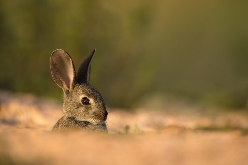 Un nuevo estudio desvela por qué mueren los conejos en el Teide