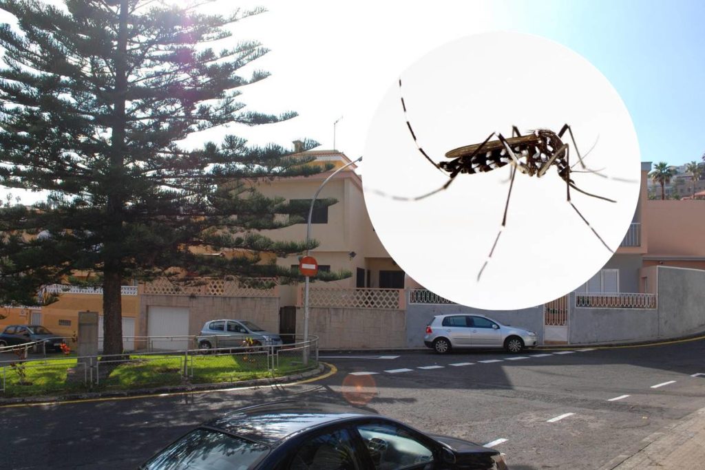 Alerta por la presencia del mosquito tigre en Tenerife: ¿qué hago si me encuentro uno?