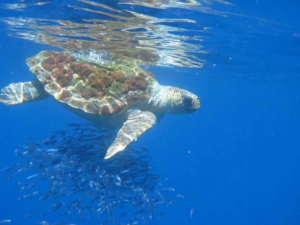 Albi, la tortuga liberada en Fuerteventura que será monitorizada por satélite