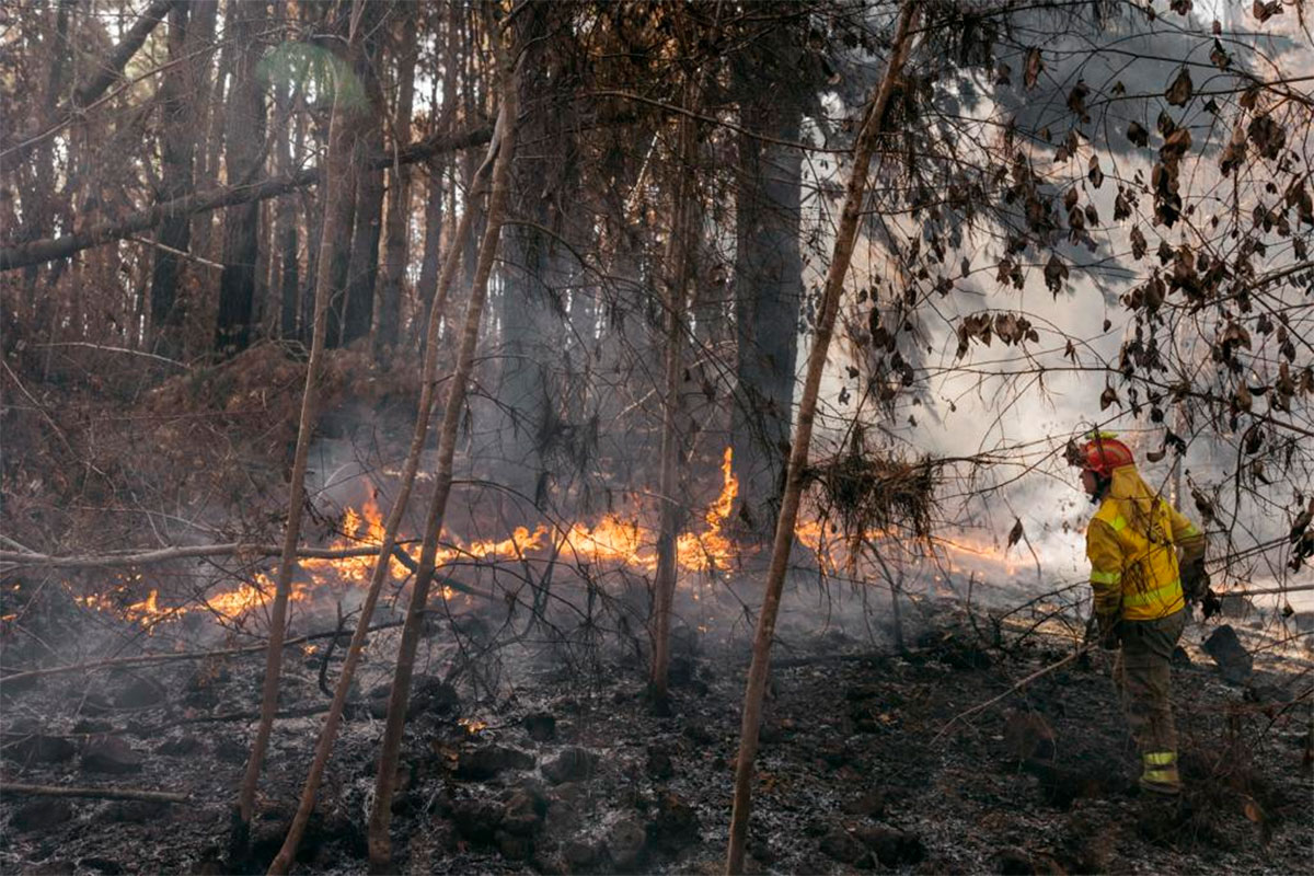 Incendio de Tenerife: el tiempo da una tregua y permite avanzar en el control del fuego