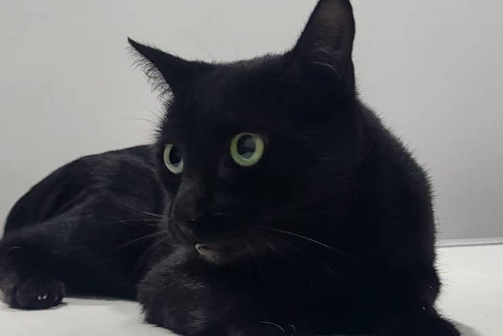 Tizón el gato atropellado en Santa Cruz que necesita una operación urgente: Valle Colino pide ayuda