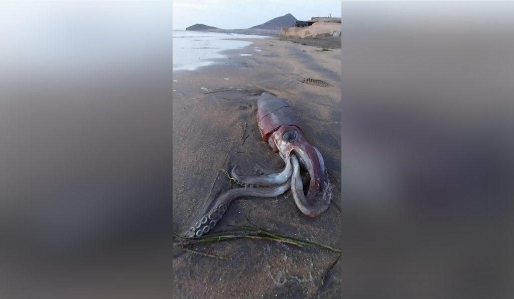 Encuentran y graban un calamar gigante en una playa de Tenerife