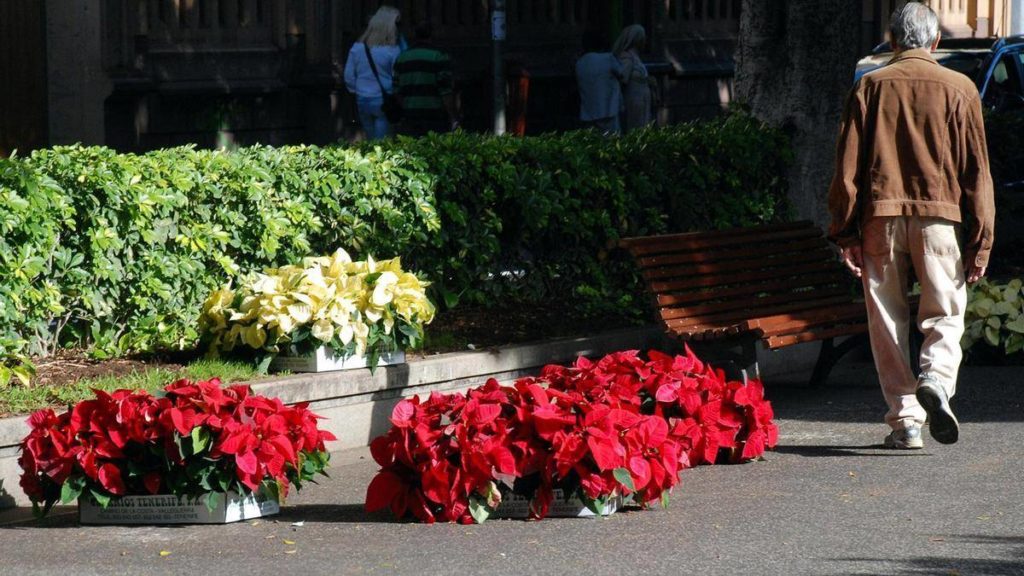 Piden a la ciudadanía colaboración para "mantener" las 41.000 flores de pascua con las que Santa Cruz adornará la Navidad