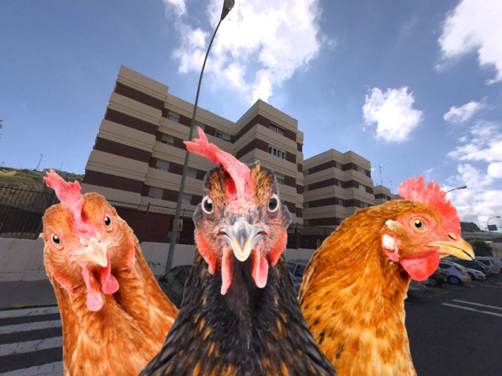 La ciudad canaria que está "tomada" por gallos y gallinas "descontroladas"
