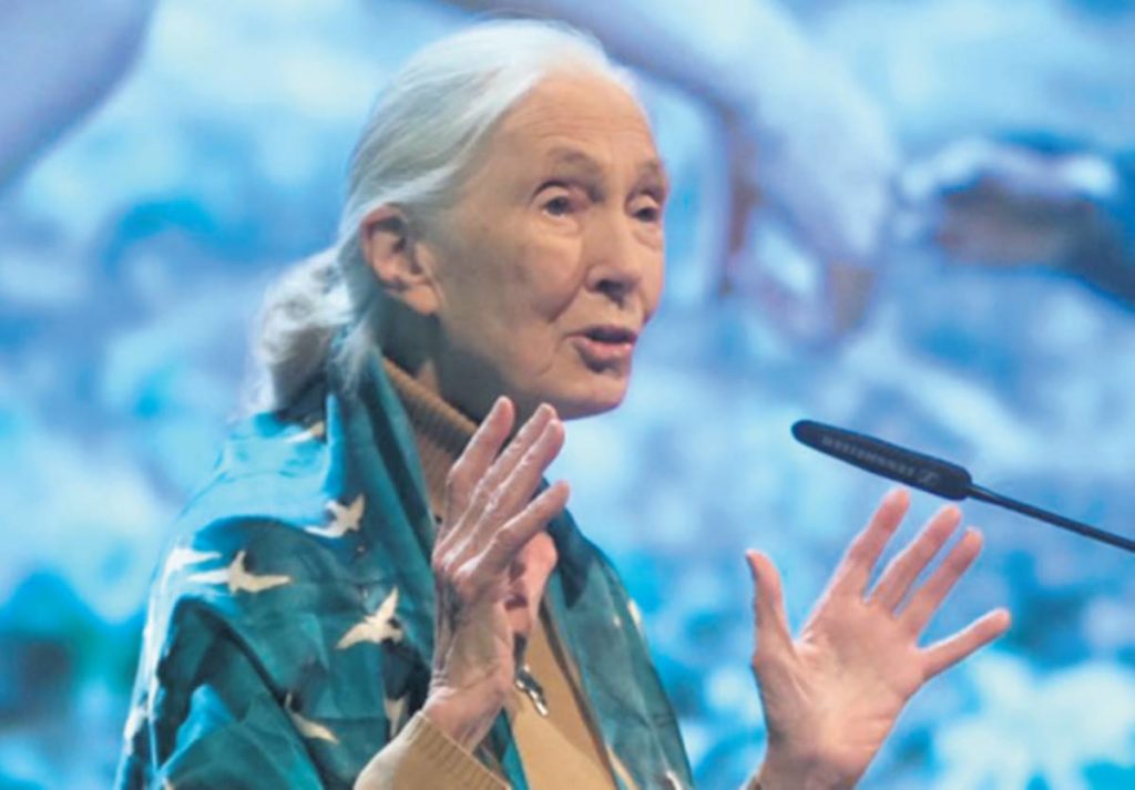 Jane Goodall: "La criatura más intelectual, no la más inteligente, está destruyendo su hogar"