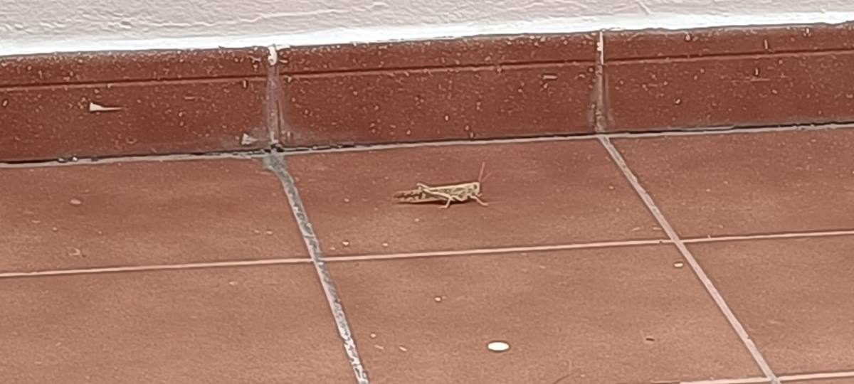 Detectan langostas africanas en Tenerife: llegan con la calima