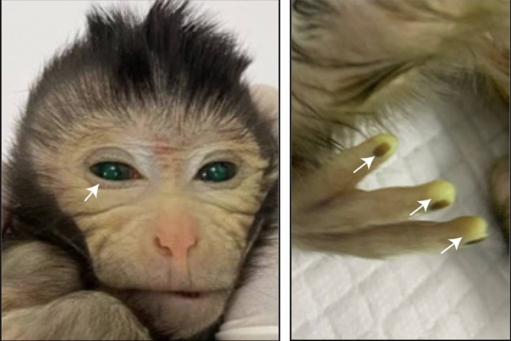 Nace el primer mono quimérico de la historia