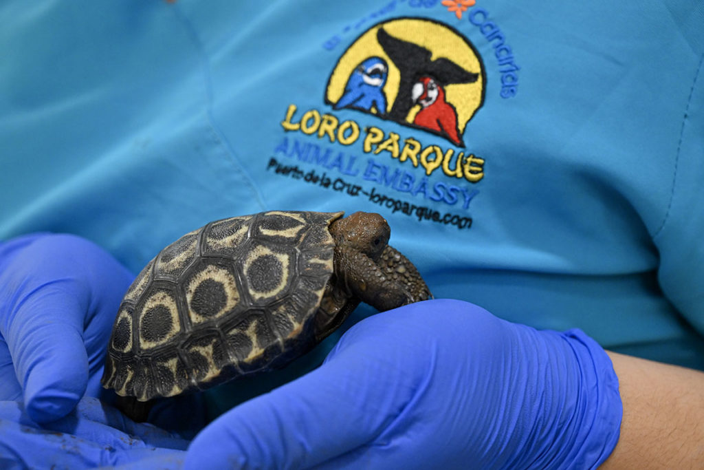 Seis nuevas tortugas gigantes de Galápagos traen esperanza para la supervivencia de esta especie