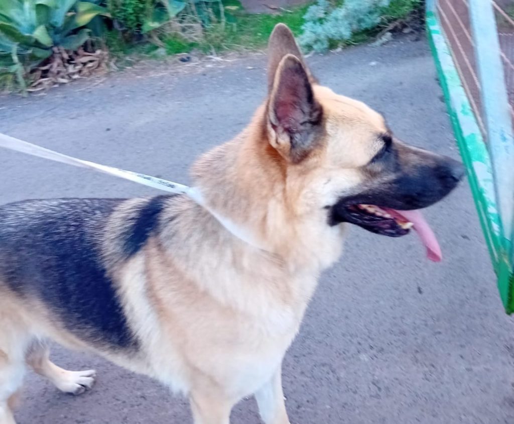 Valle Colino busca un hogar urgente para Kira