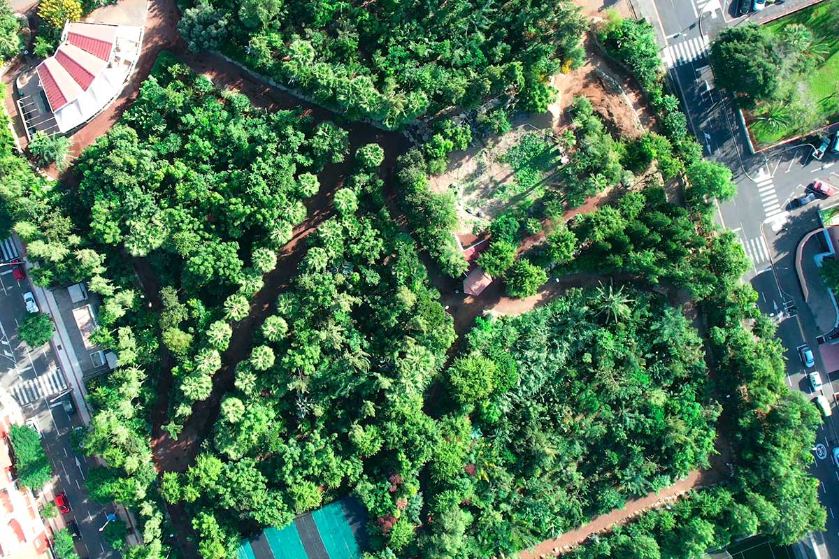 Adeje desarrolla el primer bosque comestible de Canarias contra el cambio climático
