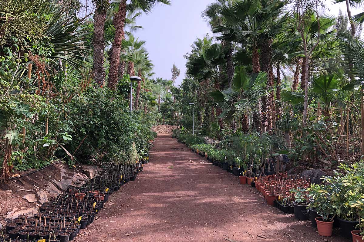 Adeje desarrolla el primer bosque comestible de Canarias contra el cambio climático