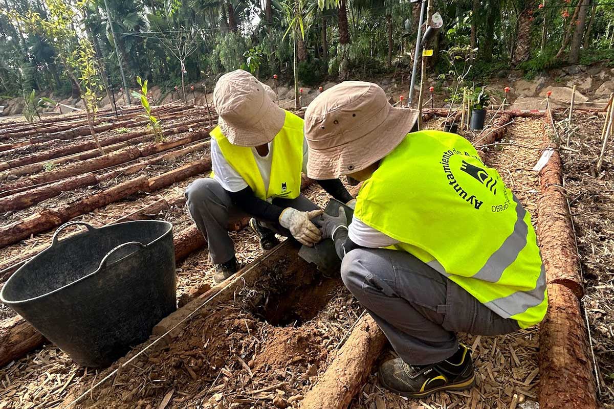 Adeje desarrolla el primer bosque comestible de Canarias contra el cambio climático